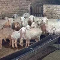 10عدد میش زایده بره درشت