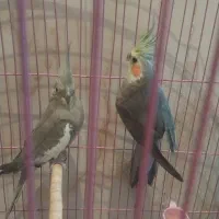 یک جفت بایک جوجه پرنده زیبا بادوقغس کامل