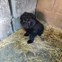 واگذاری توله ژرمن