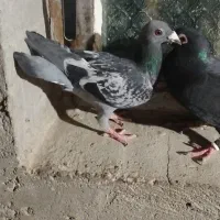 کبوترگرفتنی