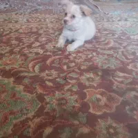 واگذاری طوله سگ ماده پامر خرسی روباهی سایر سفر