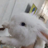 خرگوش لوپ خارجی