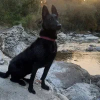 سگ ماینوز مشگی|سگ|آبیک, |دیوار