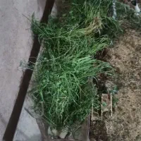 نر بز خوراک سالم