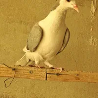 کفتر|پرنده|تهران, دستغیب|دیوار