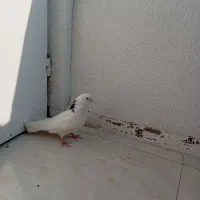 کبوتر اسم شماره دار