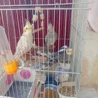 فروش پرنده|پرنده|قم, پاسدار|دیوار