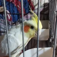 عروس هلندی ماده لوتینو|پرنده|هندیجان, |دیوار