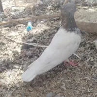 فرش دست باف کفتر