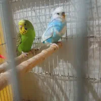 مرغ عشق وفنچ|پرنده|شیروان (خراسان), |دیوار