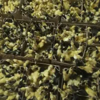 جوجه رنگی گلپایگان بوقلمون اوردک|حیوانات مزرعه|چابهار, |دیوار