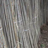 ـ عرضه صنوبر نیگرا|خدمات باغبانی و درختکاری|رشت, کوی مهر|دیوار