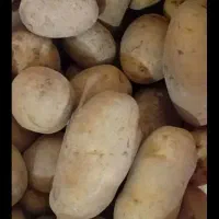 سیب زمینی درجه یک (سه کیسه موجوده فقط)