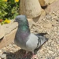 نر اصفهانی