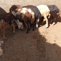 شیشک ماده افشار پلنگی