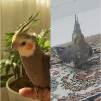 جفت عروس هلندی