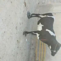 گاو آبستن ۸ماه در شادگان|حیوانات مزرعه|اهواز, امانیه|دیوار