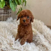 سگ توله توی پودل رد ۶۰ روز|سگ|تهران, سعادت‌آباد|دیوار