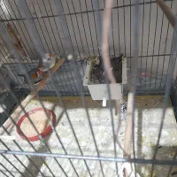 فنچ|پرنده|قم, شهر قائم|دیوار