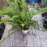 گل وگیاه طبیعی|گل و گیاه طبیعی|قائمشهر, |دیوار