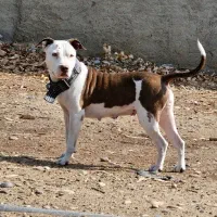 سگ پیتبول ماده|سگ|شوشتر, |دیوار