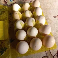 تخم مرغ نطفه دار برهما لاری دیلگونی چهل تاج|حیوانات مزرعه|چرام, |دیوار