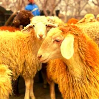 شیشک نرینه قلم آبی باکیفیت(عقیقه نذری مصرف خانگی)