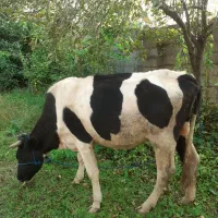 گاو دورگ محلی|حیوانات مزرعه|گوراب زرمیخ, |دیوار