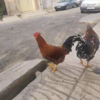 خروس گلین|حیوانات مزرعه|نظرآباد, نظرآباد|دیوار