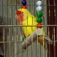 طوطی کوتوله|پرنده|زرند, |دیوار