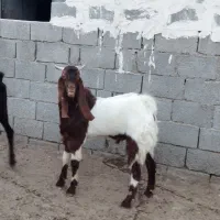 پازن|حیوانات مزرعه|برازجان, |دیوار