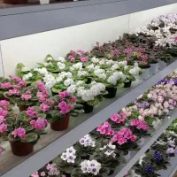 خاصترین بنفشه های ایران با تنوع 420 واریته مختلف