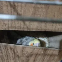 عروس هلندی مولد جفت|پرنده|باقرشهر, |دیوار