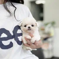 سگ اپارتمانی پودل مالتیز عروسکی مینی