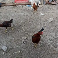 خروس دو رگ