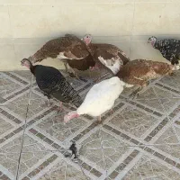 بوقلمون ماده