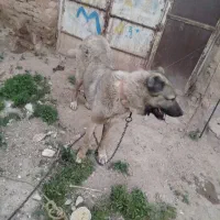 سگ سراب شیش دنگ