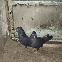 کبوتر زاغ