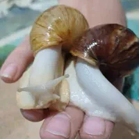 حلزون|خزنده|نسیم‌شهر, |دیوار