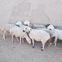 فروش چند راس میش چینی