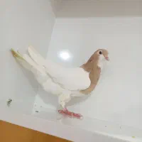 کبوتر خال زرد