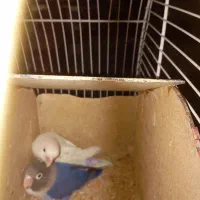 طوطی برزیلی|پرنده|تهران, هفده شهریور|دیوار