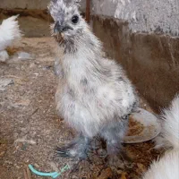 جوجه ابریشمی|حیوانات مزرعه|مشهد, کارمندان دوم|دیوار