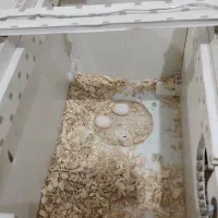 عروس پاریس معاوضه|پرنده|اهواز, سپیدار|دیوار