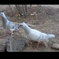 جفت جوجه مسری وشامی پولک