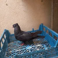 دو عدد کبوتر