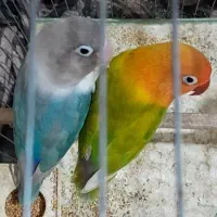 طوطی برزیلی|پرنده|قزوین, |دیوار