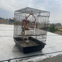 قفس طوطی