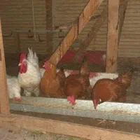 خروس سفید|حیوانات مزرعه|بندرعباس, |دیوار