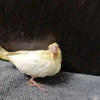 توجه قیمت شکن««عروس هلندی دستی دانخور لوتینو|پرنده|گرگان, |دیوار